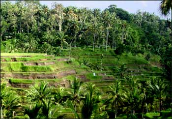 Rice Paddies