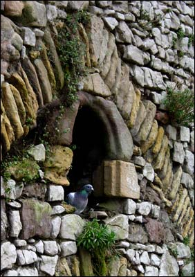 Bird  in Window: Chepstow Castle